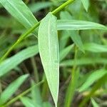 Microstegium vimineum Blatt