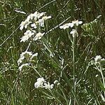 Achillea erba-rotta Λουλούδι