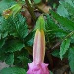 Incarvillea delavayi Kwiat