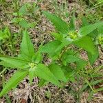 Euphorbia dentata 葉