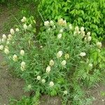 Trifolium ochroleucon Flor