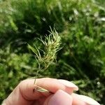 Poa bulbosa ഇല