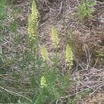 Reseda lutea موطن