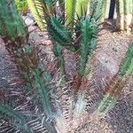 Euphorbia ferox Leaf