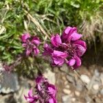 Pedicularis cenisia Flower