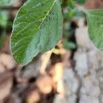 Amaranthus graecizans Hoja