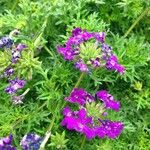 Verbena tenera Floare