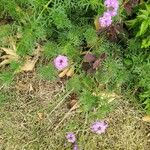 Verbena bipinnatifida Цвят