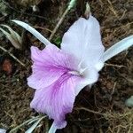 Kaempferia rotunda Flower