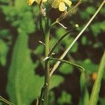 Sisymbrium orientale Hábito
