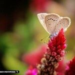 Celosia argentea Kvet