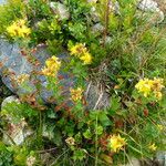 Hypericum montanum Blüte