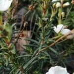 Cistus umbellatus Feuille