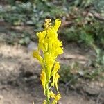 Linaria angustissima Floare