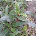 Seemannia sylvatica Hoja