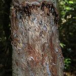 Canarium strictum Bark