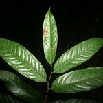 Eschweilera sagotiana 葉