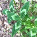 Trifolium vesiculosum Leaf