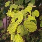 Bauhinia tomentosa Liść