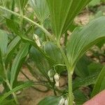 Polygonatum latifolium Ffrwyth