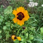 Coreopsis basalis Flower