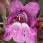 Penstemon monoensis Flower