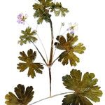 Geranium pyrenaicum Lorea