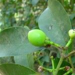 Garcinia pedicellata Fruto
