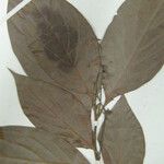 Nectandra globosa Autre
