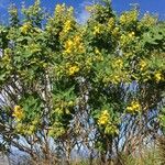 Crotalaria mitchellii Облик