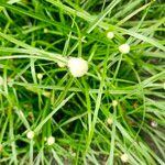Cyperus brevifolius Floro