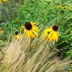 Echinacea paradoxa Kukka