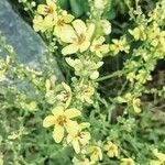 Verbascum chaixii Blüte
