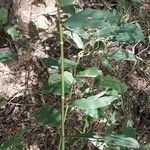 Lasiacis ruscifolia Corteza
