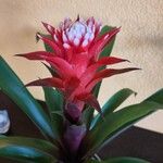 Guzmania monostachia Žiedas