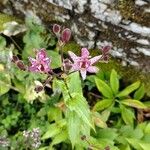 Tricyrtis hirta花