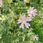 Malva thuringiaca Flower