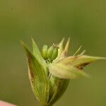 Bupleurum baldense Fruit