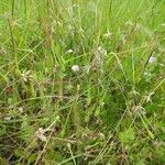 Erodium botrys Hoja
