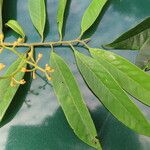 Virola multiflora Leaf