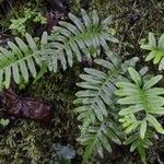 Polypodium vulgareपत्ता