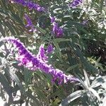 Salvia leucantha Blodyn