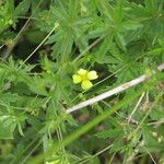 Potentilla erecta Other