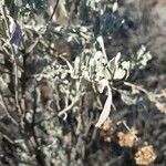 Artemisia tridentataList