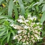 Echium giganteum Kukka