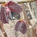 Corylus maxima Foglia