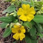 Oxalis frutescensFleur