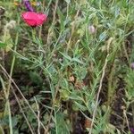 Linum grandiflorum Habit