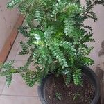 Caesalpinia echinata برگ