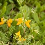 Lotus glaucus その他の提案